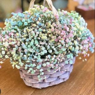 გიფსოფილები კალათში ზომა მედიუმი