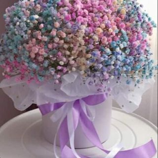  გიფსოფილების კომპოზიცია