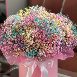 გიფსოფილების კომპოზიცია