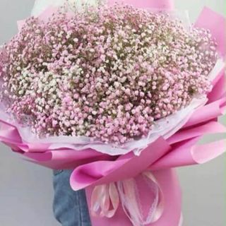 ჰოლანდიური გიფსოფილების თაიგული