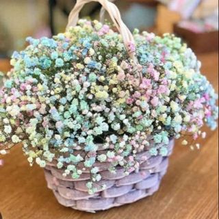 ფერადი გიფსოფილები კალათში ზომა მედიუმი