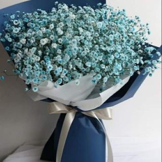 ცისფერი გიფსოფილები