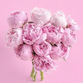 Sarah Bernardt Peony