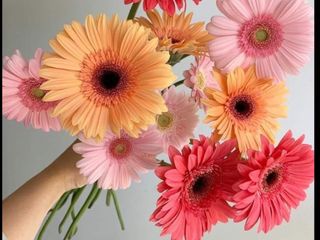 ფერადი მინი გერბერა 20 ტოტი