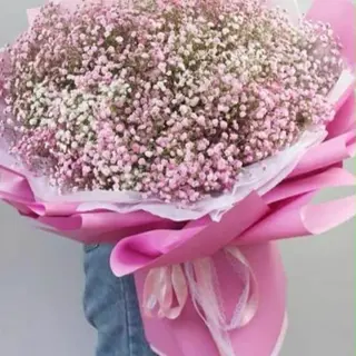 ჰოლანდიური გიფსოფოლები