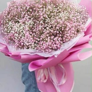 ჰოლანდიური გიფსოფოლები