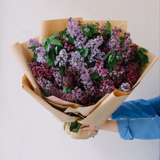 იასამანი კრაფტში S