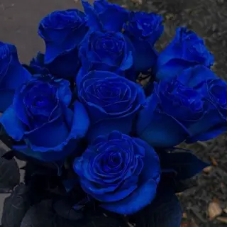 ლურჯი ვარდი 10 ცალი