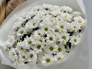 თეთრი გვირილა ქრიზანთემა