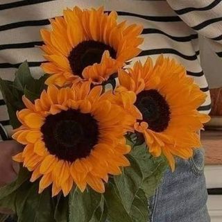 Sunflowers 3