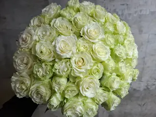 51 white rose
