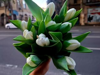 White tulips