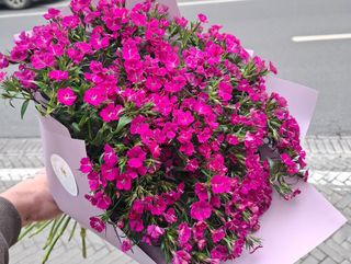 ბარბატუსი