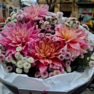 Dahlia