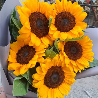 Sunflowers 5