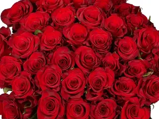 51 red rose