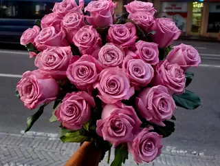 Pink rose