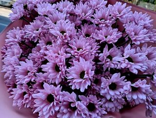 ვარდისფერი ქრიზანთემა