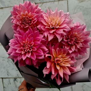 Dahlia