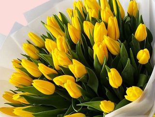 25 ყვითელი ტიტა