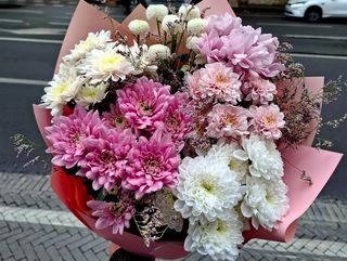 ქრიზანთემების მიქსი