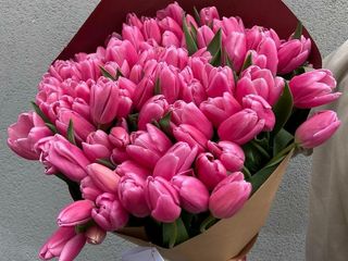 51 pink tulips