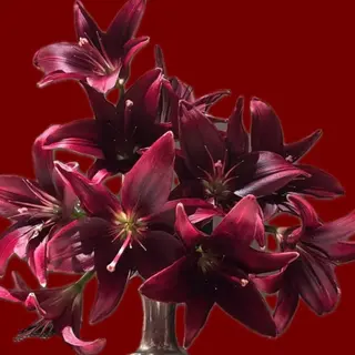 BURGUNDY LILIES