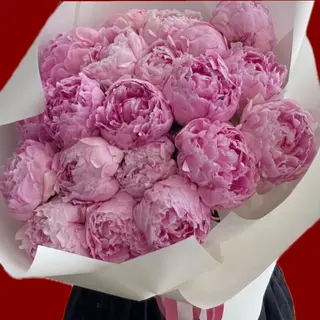 dutch peonies