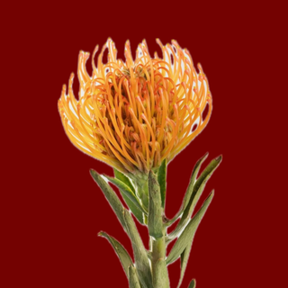Yellow Leuco