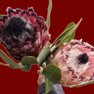 Protea