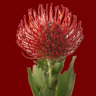 Leuco 