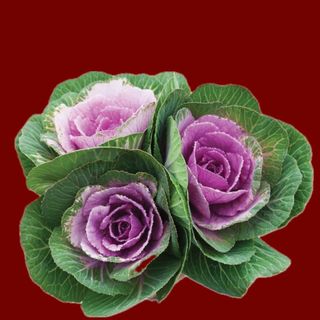 Ornamental cabbage