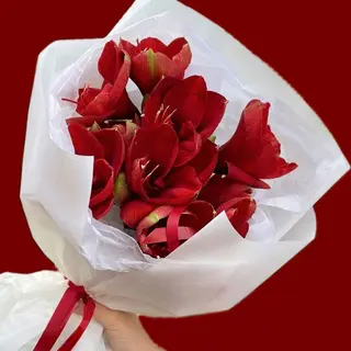 Red Amaryllis