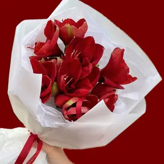 Red Amaryllis (S)
