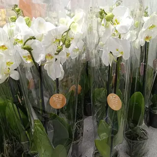 Orchids