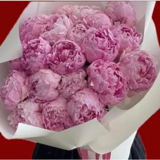 15 Dutch Peony