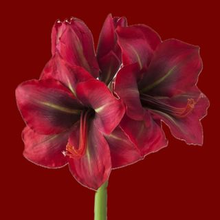 Red amaryliss