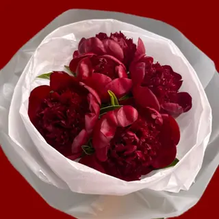 BURGUNDY PEONY