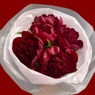 BURGUNDY PEONY