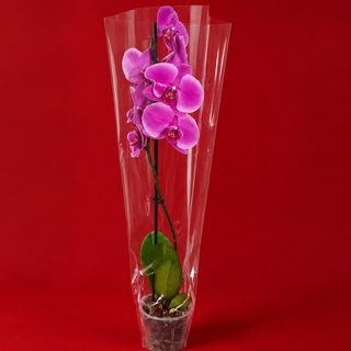 ORCHID N 2