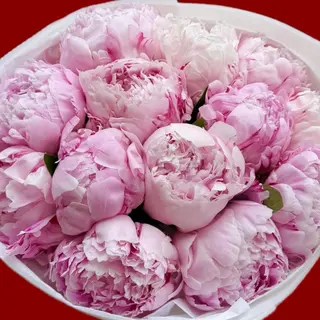 peony/პიონი