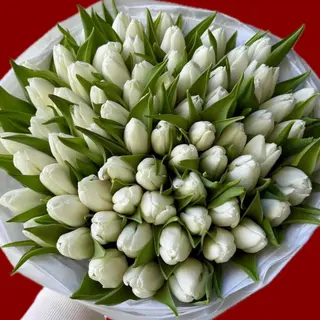 TULIPS