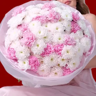 Chrysanthemum Muse
