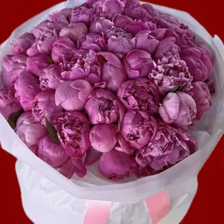 Dutch Peonies
