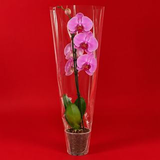 ORCHID N 3