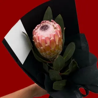 Protea Juliet