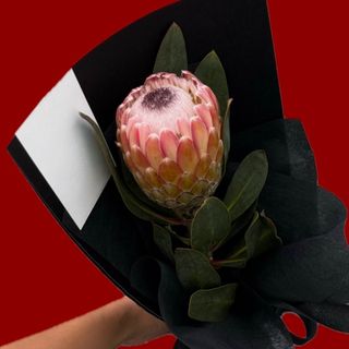 Protea Juliet