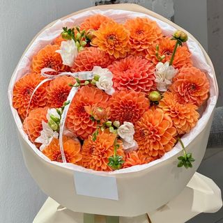 Dahlia obsession