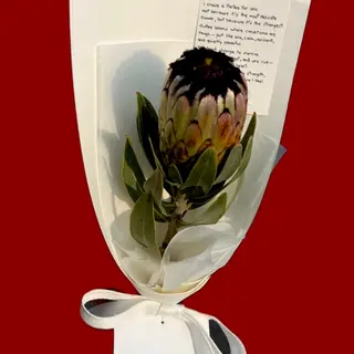Protea NIOBE