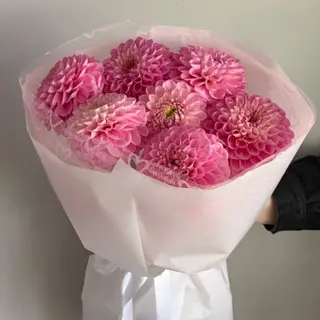dahlias